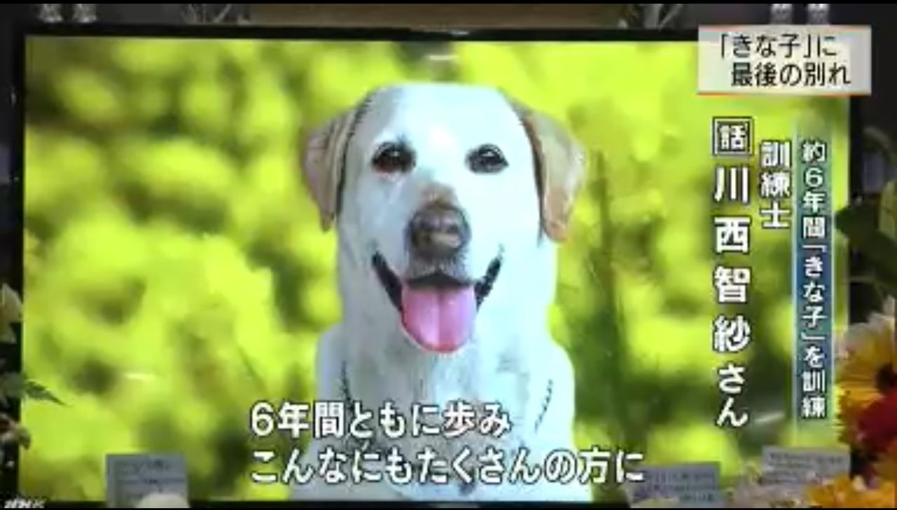 動物アイゴー 葬儀 元警察犬 きな子 亀山ザミー お別れ会 キムチうどん県民 動物アイゴー 葬儀 元警察犬 きな子 亀山ザミー お別れ会 キムチうどん県民
