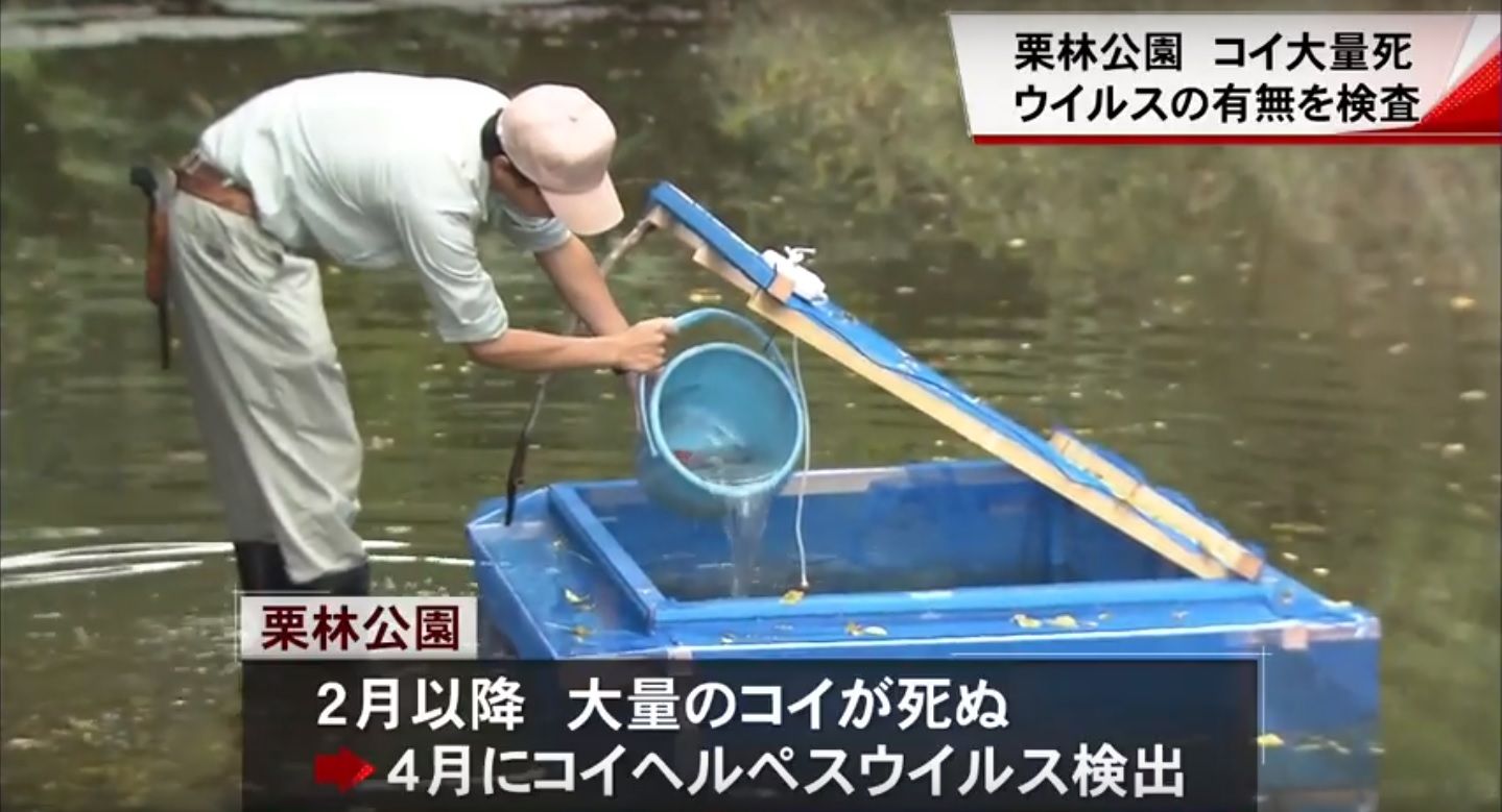Fish Feel Pain 栗林公園 De 動物実験 ニシキゴイの稚魚100匹を香川県水産試験場に送りコイヘルペスの有無を検査します 動物アイゴー キムチうどん県民