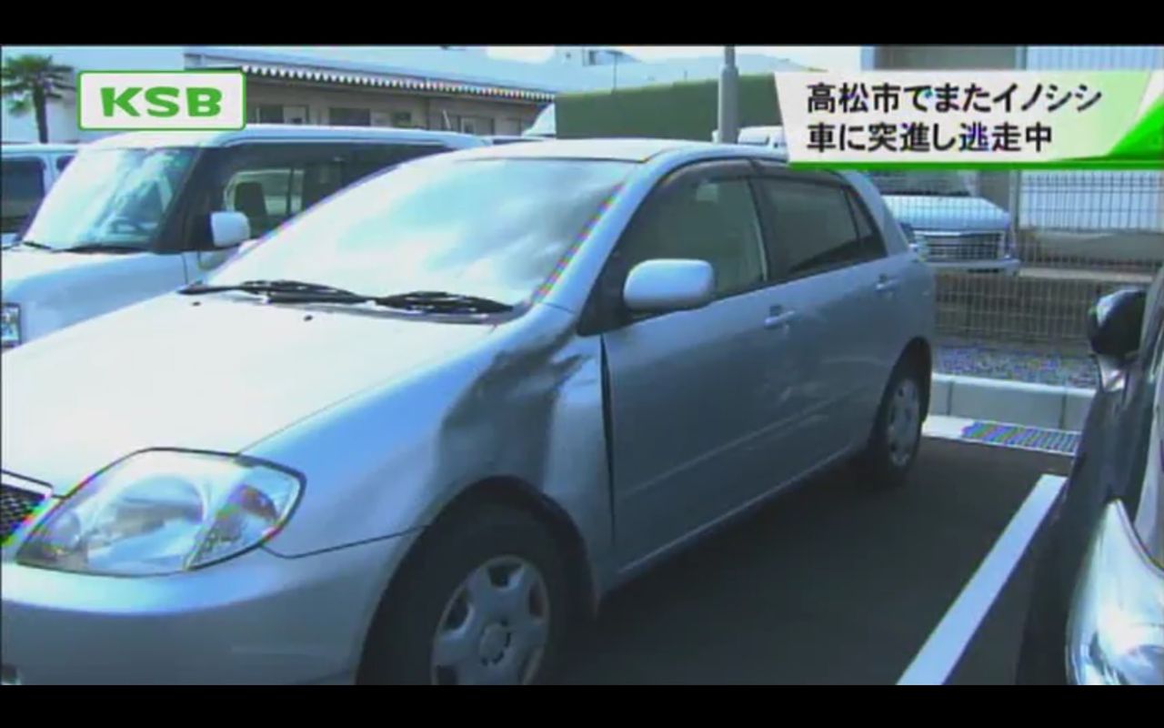 うどん県 交通死亡事故根絶緊急知事メッセージ 浜田恵造県知事から県民へ 脱 非常事態 の手紙 連日イノシシが暴れまわり車に衝突 キムチうどん県民