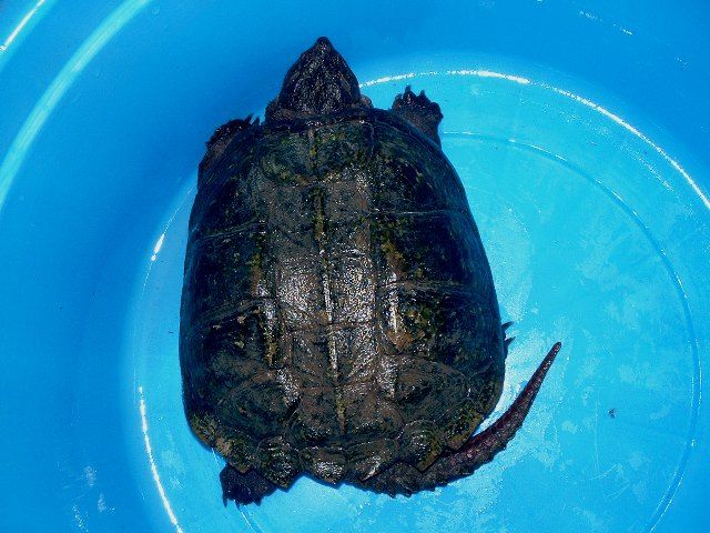 動物愛護 第41回全国育樹祭の開催地まんのう町で捕獲されたワニガメ 体長約65cm の飼い主さんを探しています 香川県警察 キムチうどん県民