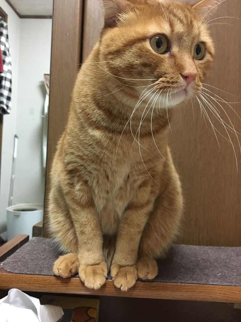 けしかライン あまやかしホーダイ