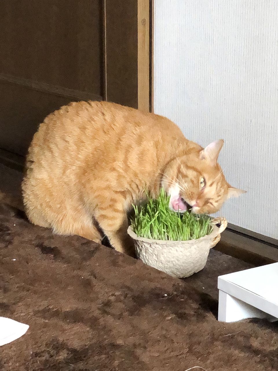 猫草の食べ方がおかしい件 あまやかしホーダイ