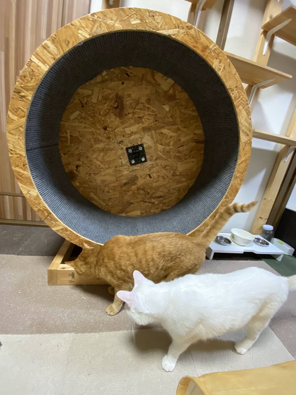 Moonskipyahoo キャット ホイール 構造 RUNCATS キャットホイール 