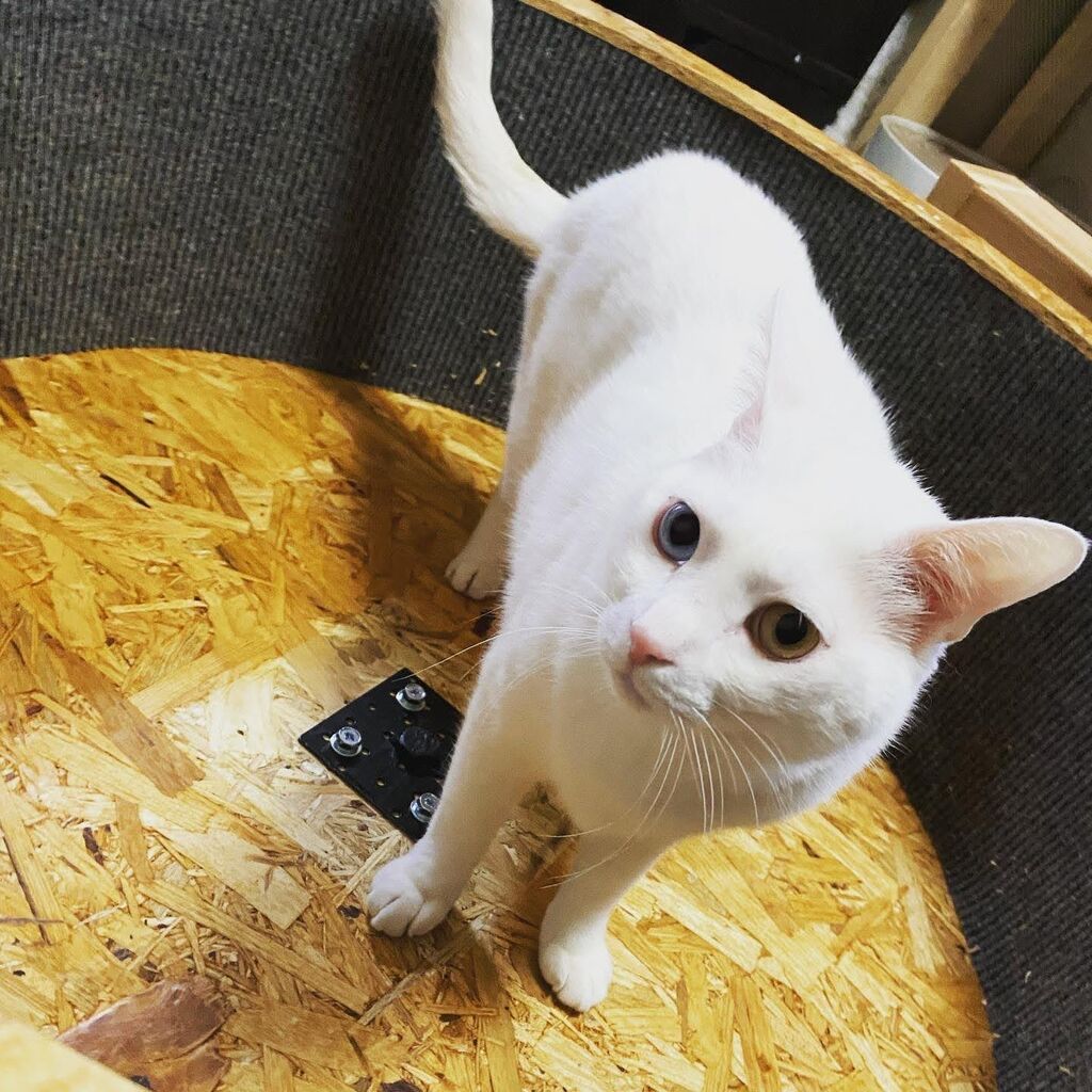 自作キャットホイール あまやかしホーダイ