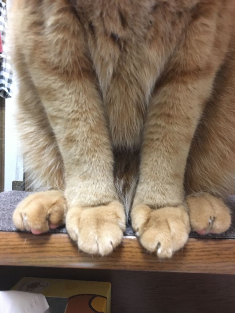 けしかライン あまやかしホーダイ