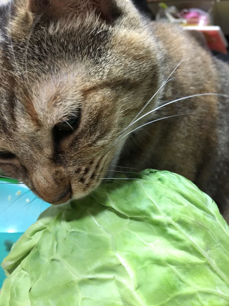 キャベツ。 : あまやかしホーダイ。