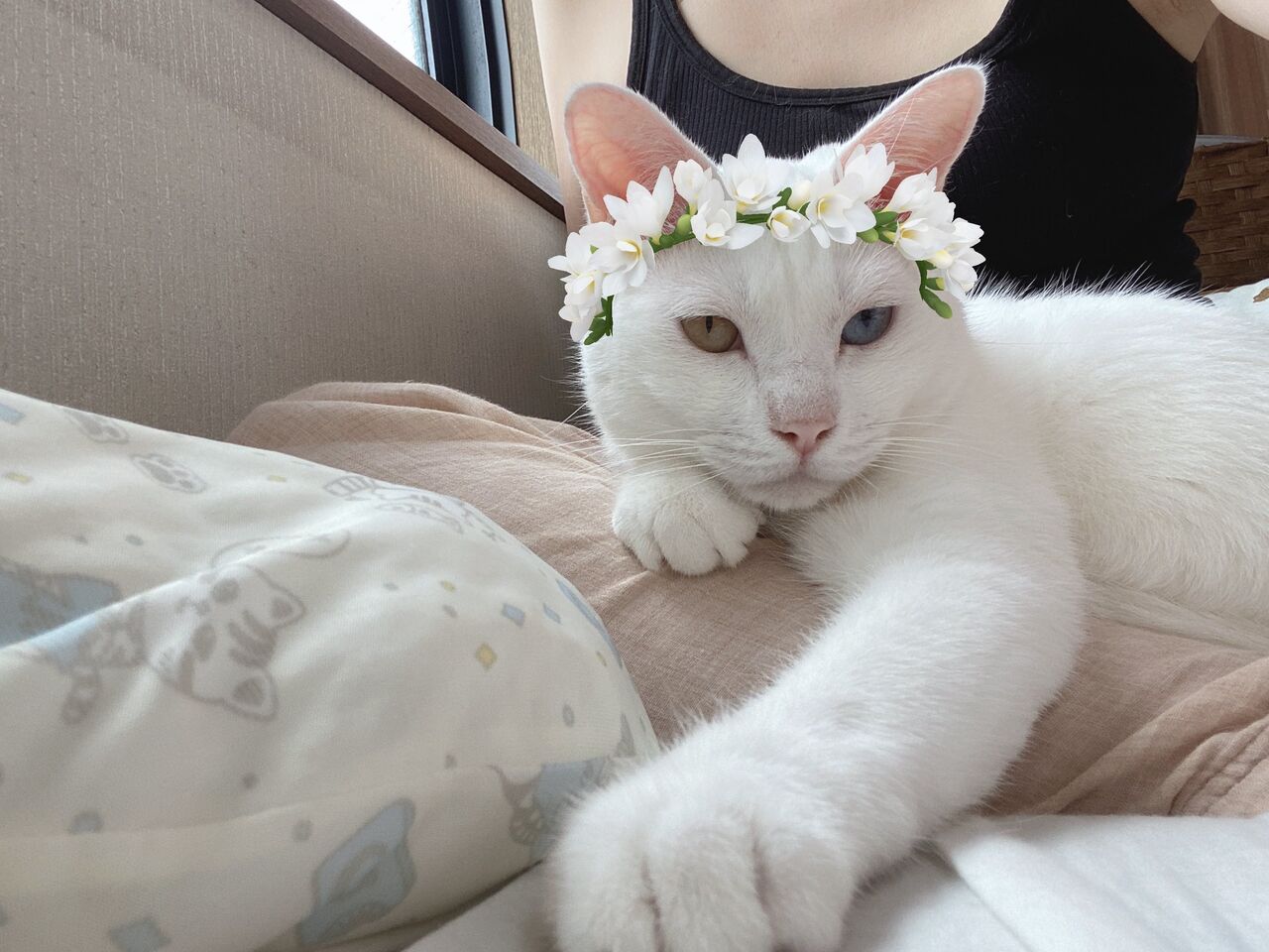 猫と過ごす休日 あまやかしホーダイ