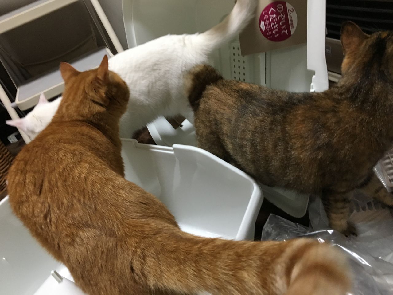 スノコトイレ。 : あまやかしホーダイ。