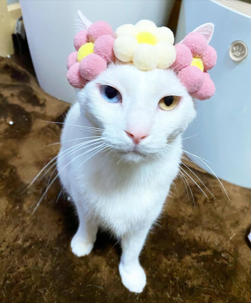 花かんむり あまやかしホーダイ