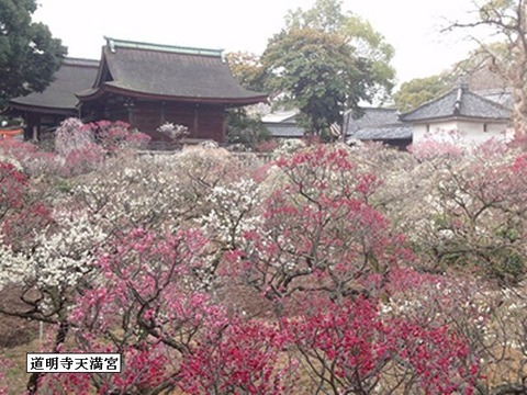 jpg道明寺天満宮