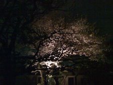 夜桜
