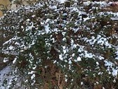 IMG_0734