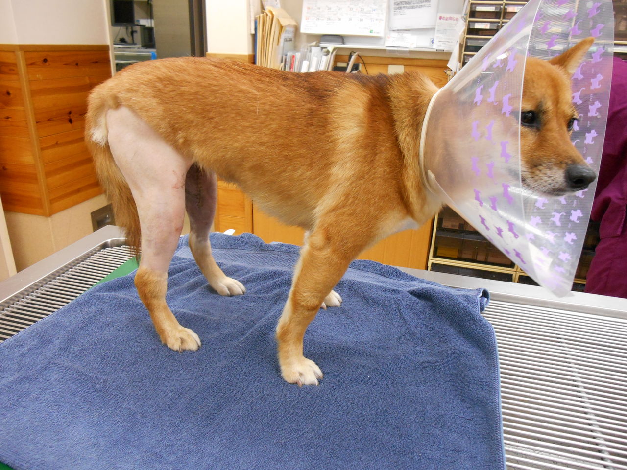 リハビリ 院長のひとり言