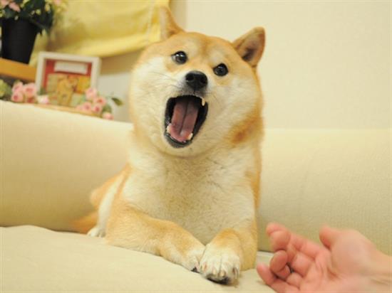 shiba4