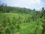 1247791c.jpg