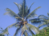 IMG00730-20100918-0647