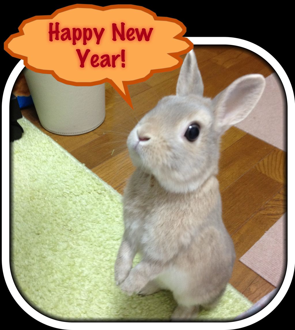 うさぎの耳洗い ウサギのきなたん徒然日記