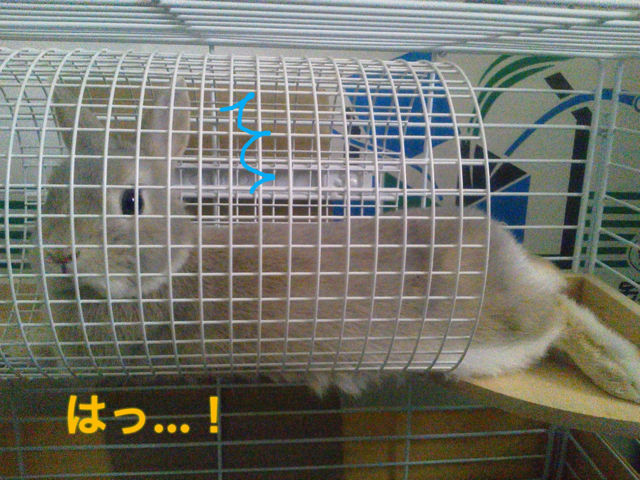 新寝床 ウサギのきなたん徒然日記