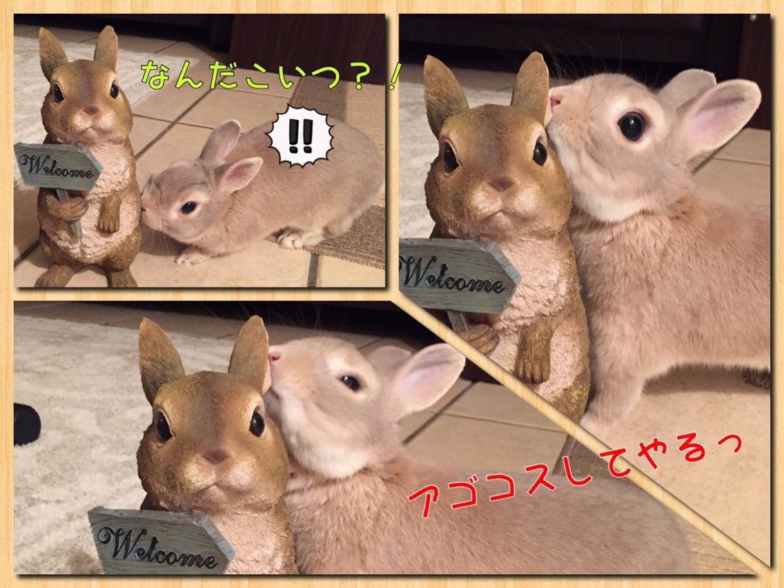 置物ウサギへの反応 ウサギのきなたん徒然日記
