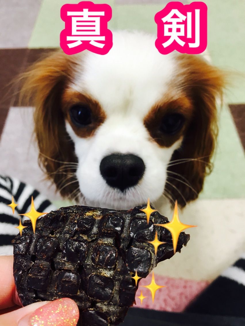 きなこのおやつ 鶏レバー干し肉 きなこの元気予報 きなこのおやつ 鶏レバー干し肉 きなこの元気予報