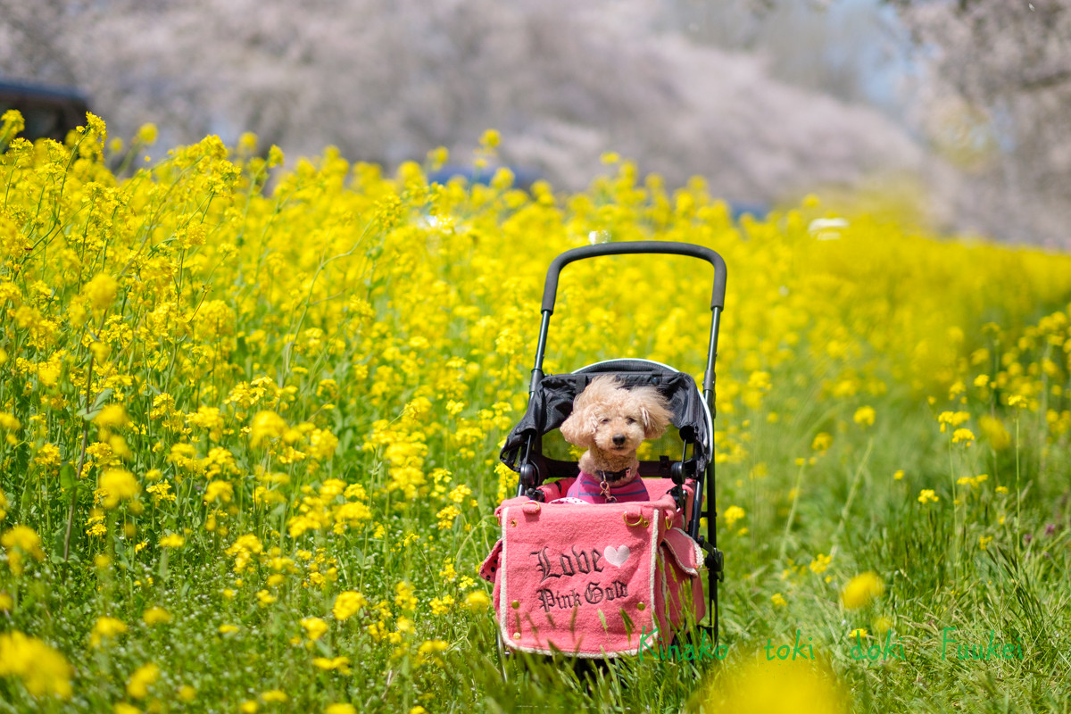 4 29 日 大潟村 菜の花ロード きなこ ときどき風景