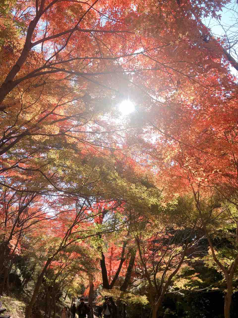 水沢もみじ谷に紅葉を見に行ってきた きなこと白玉のあんみつ日記 水沢もみじ谷に紅葉を見に行ってきた きなこと白玉のあんみつ日記