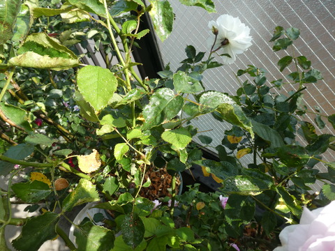 P1040729
