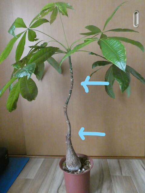 大きくなりすぎた観葉植物を切る 仕立て直し Green Life
