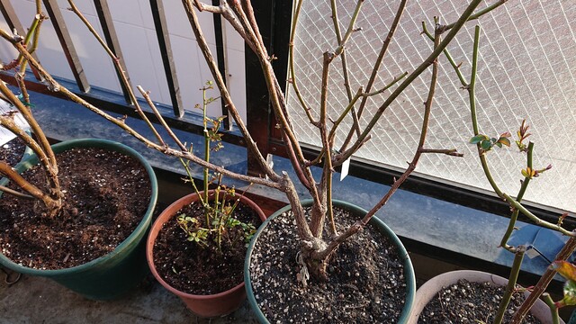 寒いからこそ最適期 バラの苗を植え替える Green Life 寒いからこそ最適期 バラの苗を植え替える Green Life