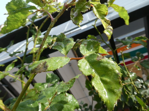 P1040737