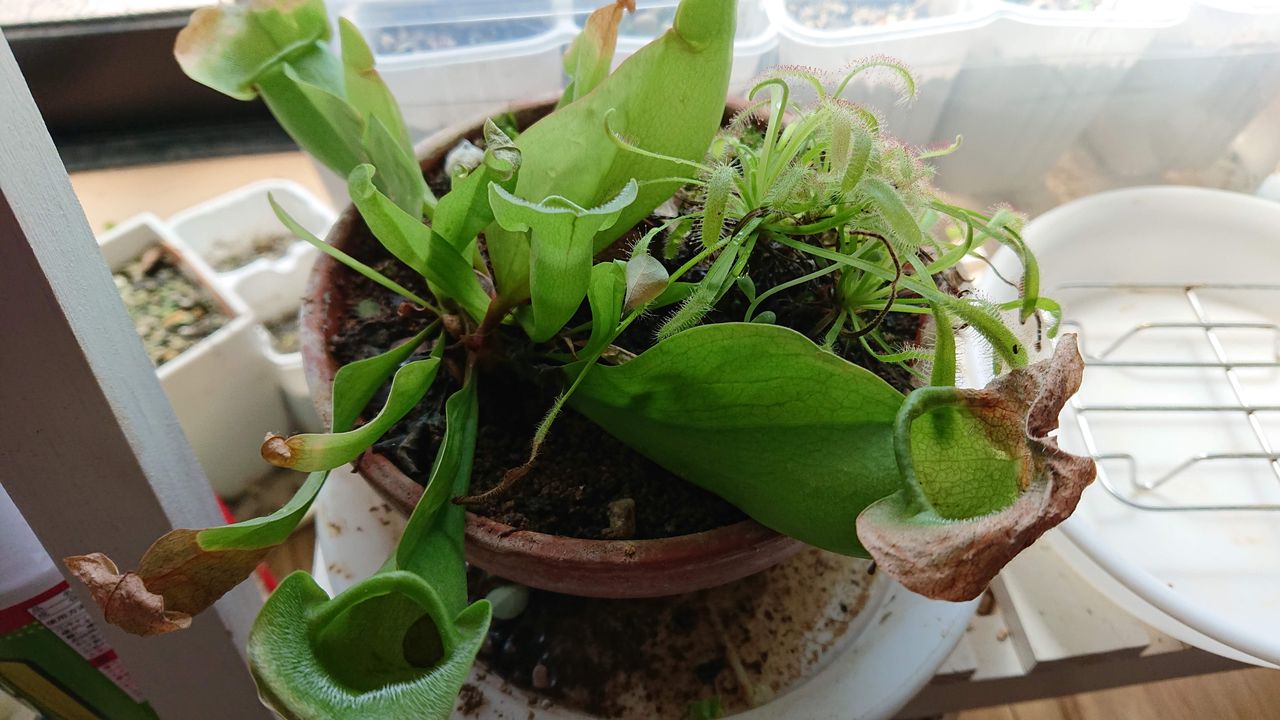 栽培2年目の食虫植物 Green Life