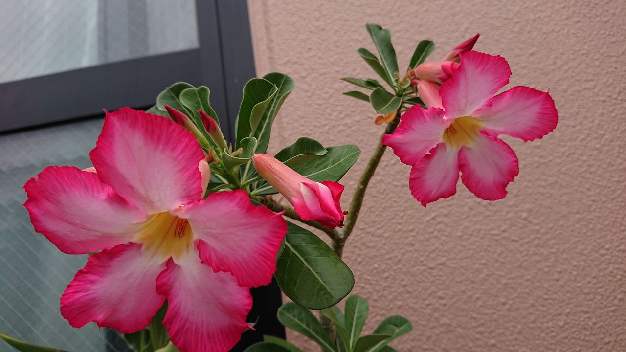 咲き続けるアデニウム オベスムの花 Green Life