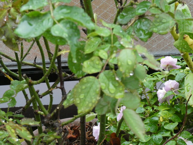 フクシアの育て方 枯らさないで長期に育てる Green Life フクシアの育て方 枯らさないで長期に育てる Green Life