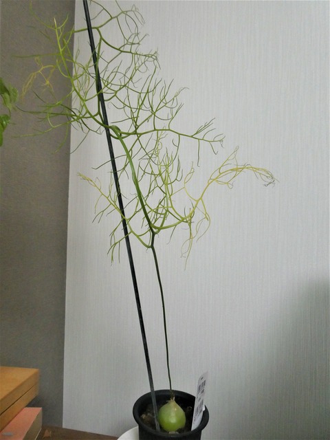 蒼角殿栽培記録3 蒼角殿の葉っぱが枯れ始めました Green Life