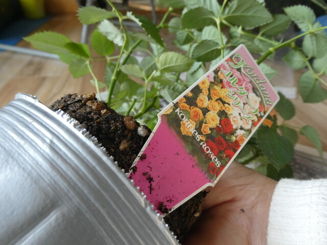 ミニバラを株分けして長く育てる Kordana Rose Green Life