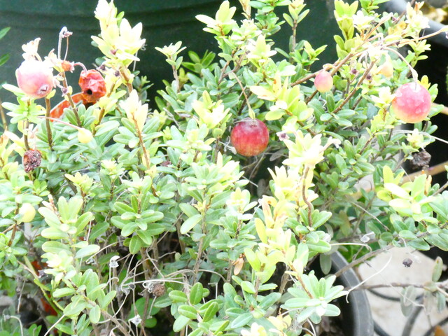 クランベリー つるこけももを育てる Green Life