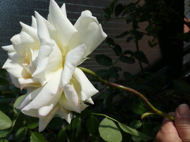 バラのうどん粉病の決定打 重曹オイルスプレー Green Life