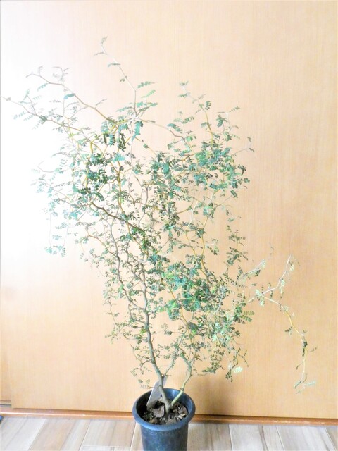 22超人気 ソフォラ ミクロフィラ リトルベイビー 植物 観葉植物 Www We Job Com