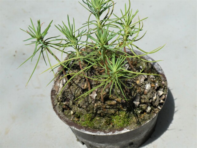 松ぼっくりから松を育てる 19 Green Life 松ぼっくりから松を育てる 19 Green Life
