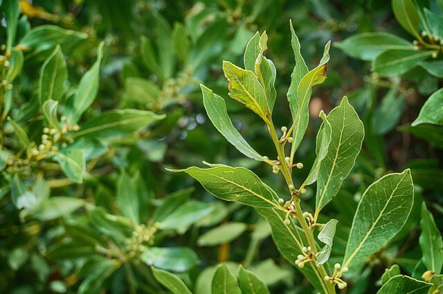 ハーブを育てて楽しむ 月桂樹 Green Life ハーブを育てて楽しむ 月桂樹 Green Life
