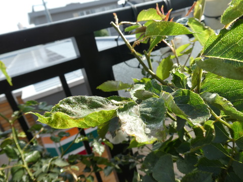 P1040734