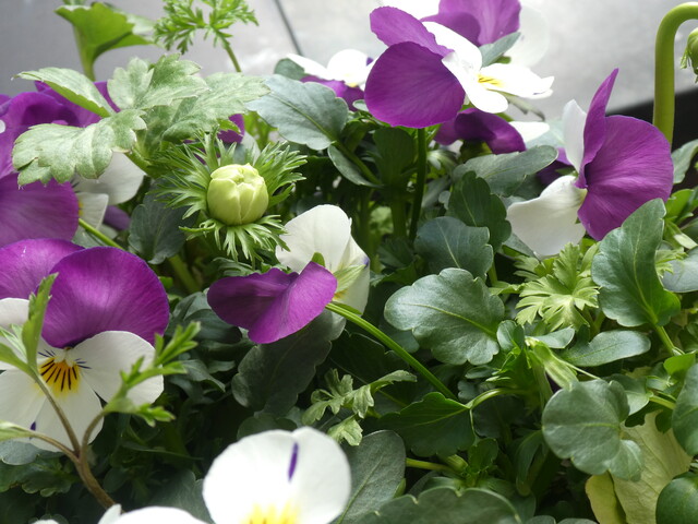 着々と生育中 秋植え球根の春の寄せ植え Green Life