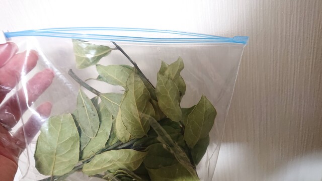 ハーブを育てて楽しむ 月桂樹 Green Life ハーブを育てて楽しむ 月桂樹 Green Life