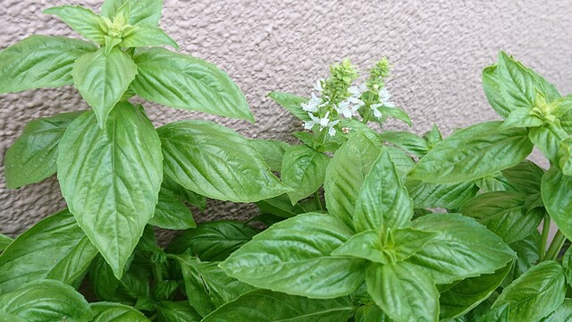 種まきしてバジルを育てる Green Life