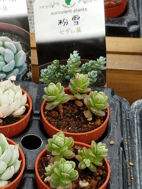 多肉植物 不死鳥 10本 10本以上 よく増える ミニミニ苗 子宝 代引き不可 ミニミニ苗