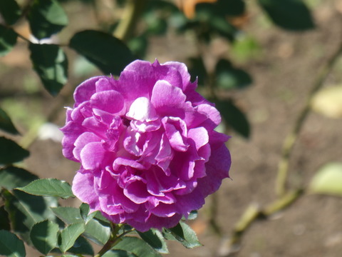 秋バラを楽しむ 日比谷公園 Green Life