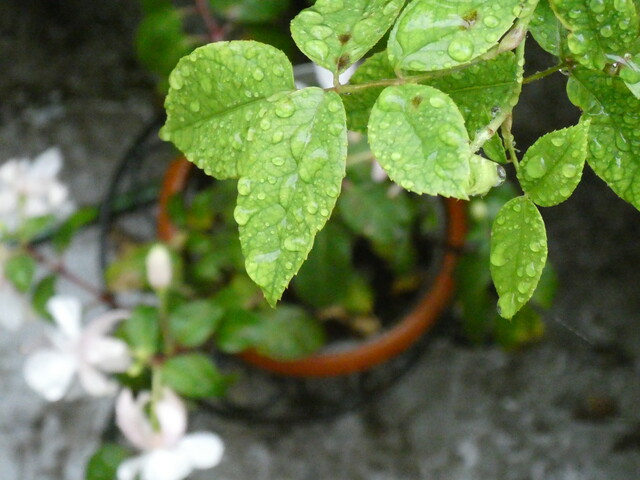 フクシアの育て方 枯らさないで長期に育てる Green Life