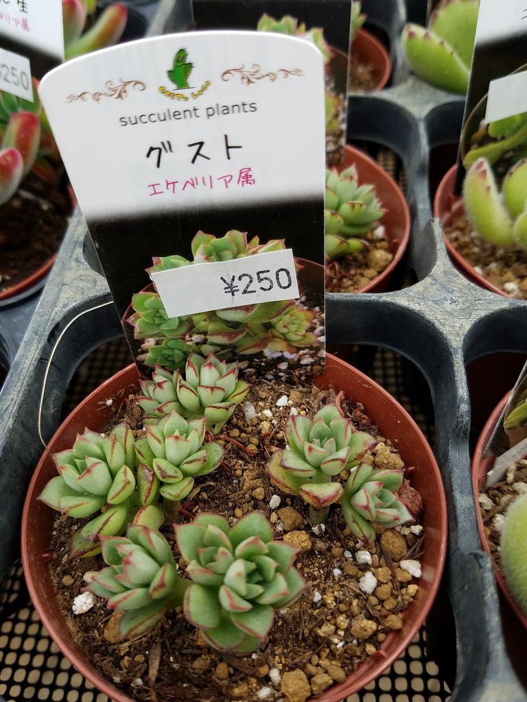 ミニミニ多肉植物が1年半経過したら。 : *green life*
