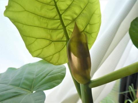 可愛らしいまがり ウンベラータ 葉付きが良くわさわさ 新芽