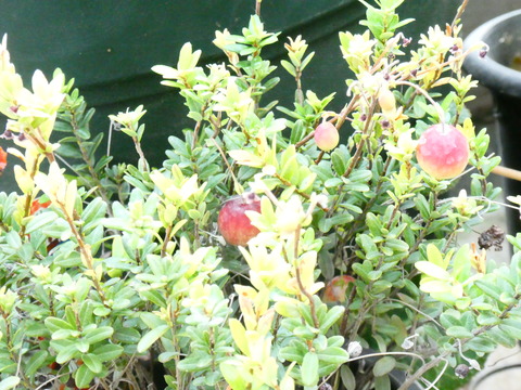 クランベリー つるこけももを育てる Green Life